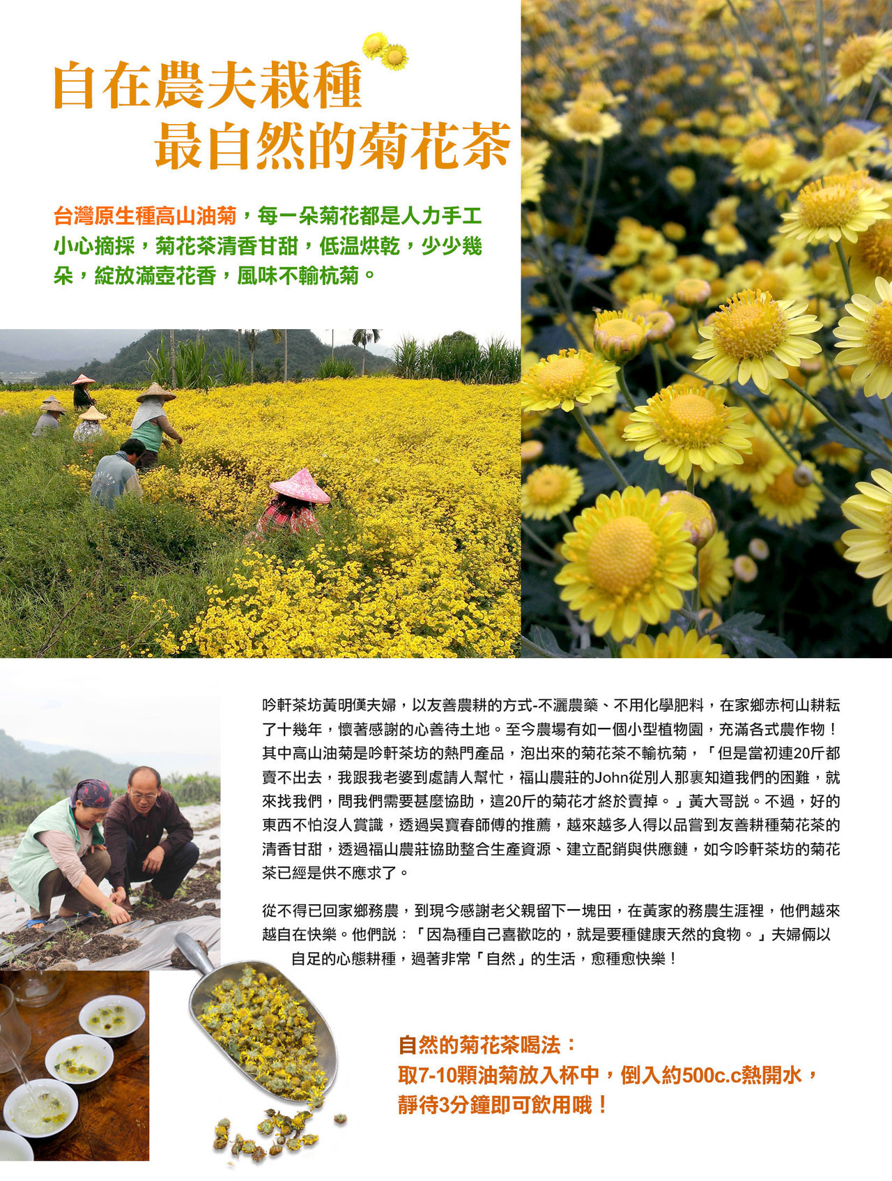 台灣原生種高山油菊,赤柯山,耕好友善農產,